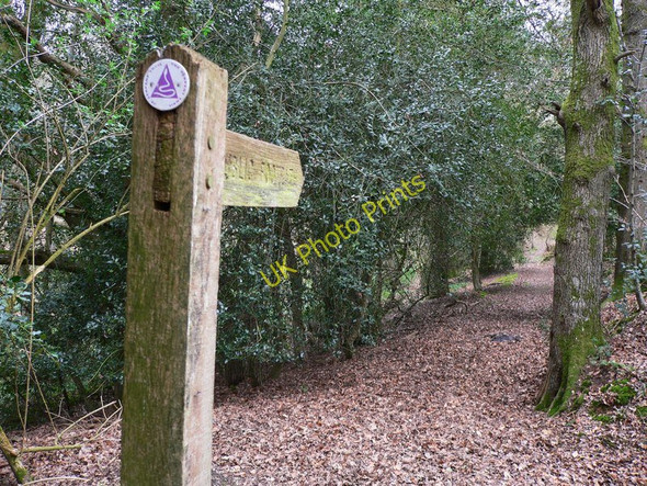 Photo 6"x4" The Serpent Trail on Lithersgate Common Bedham c2011
