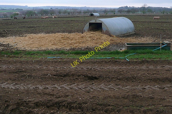 Photo 6"x4" Pig farm at Whitehill Overton\/SU5149 c2011