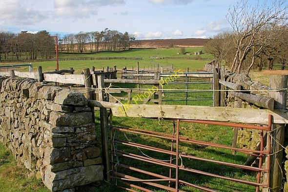 Photo 6"x4" Sheep Pens near Revidge Hayes\/SK0860 c2011