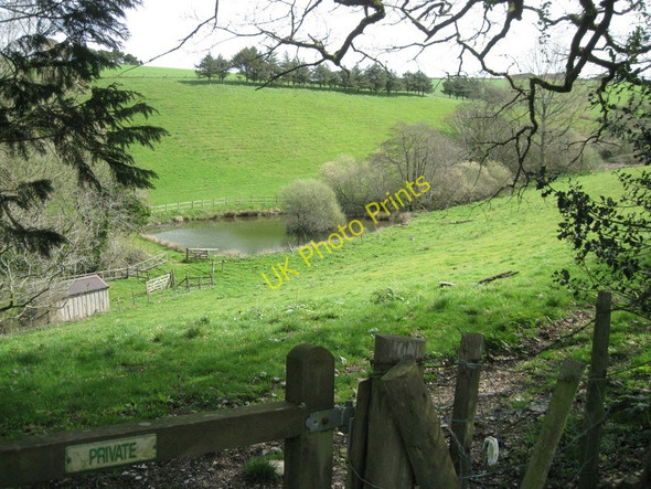 Photo 6"x4" Stream valley above Higher Coombe Farm Abbotsleigh c2011
