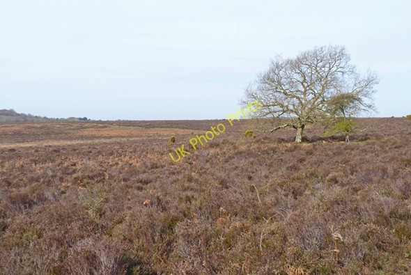 Photo 6"x4" Heathland, New Forest Furzey Lodge c2011
