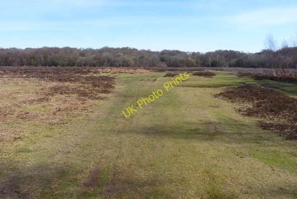 Photo 6"x4" View towards Pig Bush woodland, New Forest Furzey Lodge c2011
