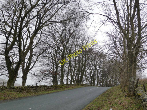 Photo 6"x4" Trees along the A684 Cotterdale c2011
