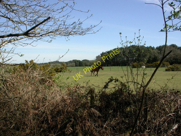 Photo 6"x4" St. Leonards, paddocks Grange Estate c2011