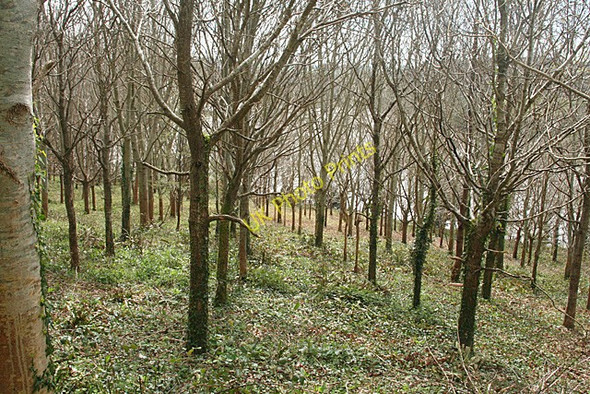 Photo 6"x4" Saltash: plantation Saltash\/SX4258 c2011