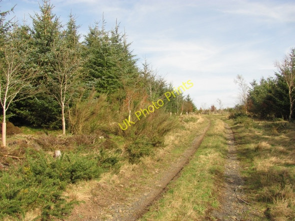 Photo 6"x4" Fawcett Wood Grantshouse c2011