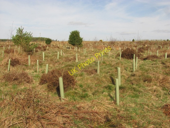 Photo 6"x4" Fawcett Wood Grantshouse c2011 P1