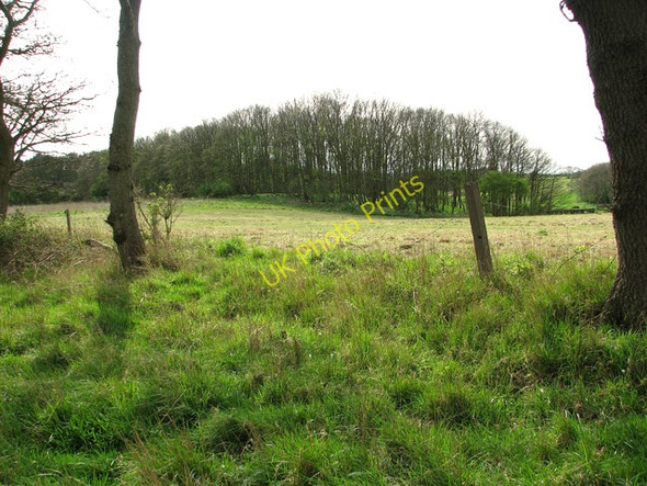 Photo 6"x4" Horsepit Plantation, Salthouse Salthouse\/TG0743 c2011