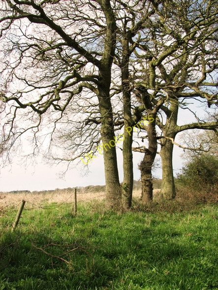 Photo 6"x4" Trees beside the path to Lawn Farm, Salthouse Salthouse\/TG0743 c2011