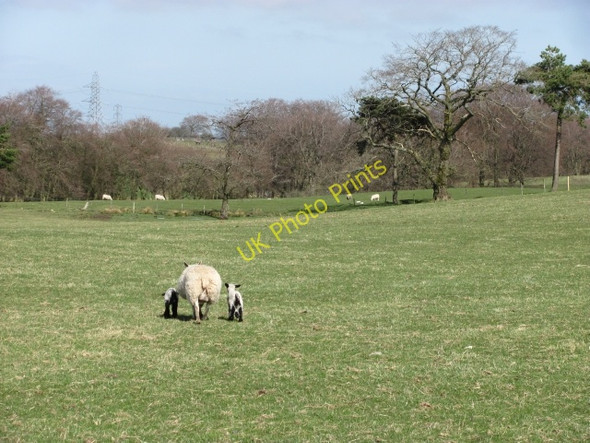 Photo 6"x4" Spring grass, West Torphin Harburn\/NT0461 c2011
