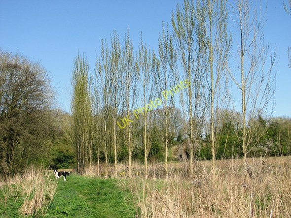 Photo 6"x4" Young poplars beside the path Hapton\/TM1796 c2011