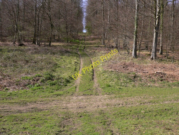 Photo 6"x4" Forest Hanger East Dean\/SU9013 c2011