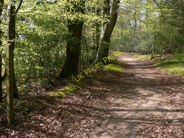 Photo 6"x4" Footpath on southern edge of Singleton Forest Cocking c2011