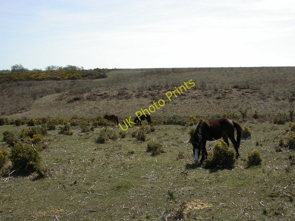 Photo 6"x4" Blackhamsley Hill, ponies South Weirs c2011