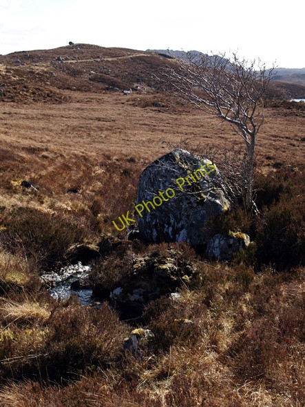 Photo 6"x4" Tree and boulder, Loch a' Bhaid-Luachraich Drumchork\/NG8788 c2008