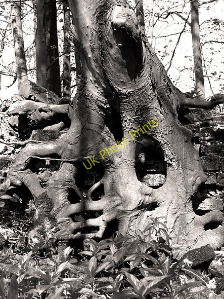 Photo 6"x4" Tree roots growing over a wall, Arminghall Arminghall c2011