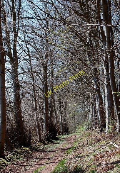 Photo 6"x4" Avenue in Greenside Plantation Bowden\/NT5530 c2011