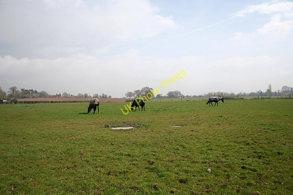 Photo 6"x4" Horse Pasture Duckswich c2008