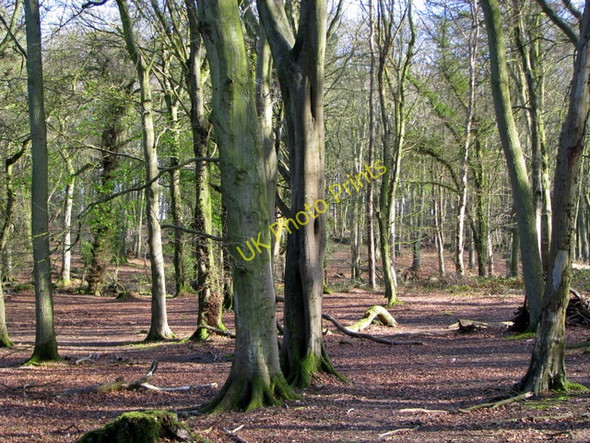 Photo 6"x4" Woodland near Conlig Conlig c2008