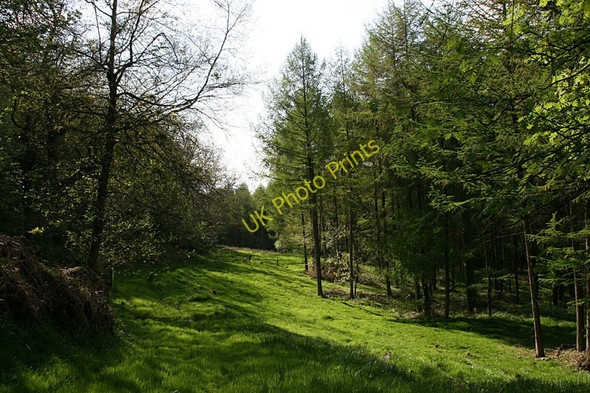 Photo 6"x4" Woodland Glade , Leigh Hill Ruggin c2011