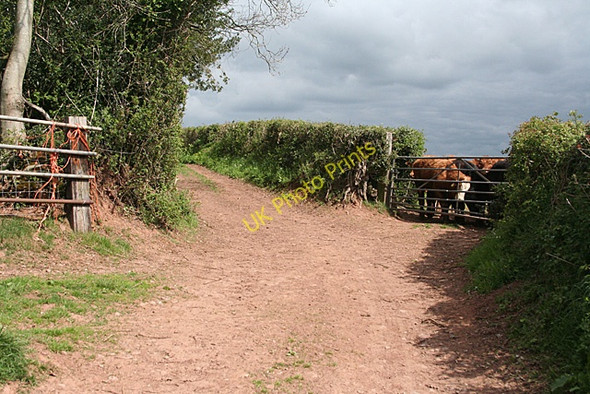 Photo 6"x4" Cullompton: on Russel Lane Colebrook c2011