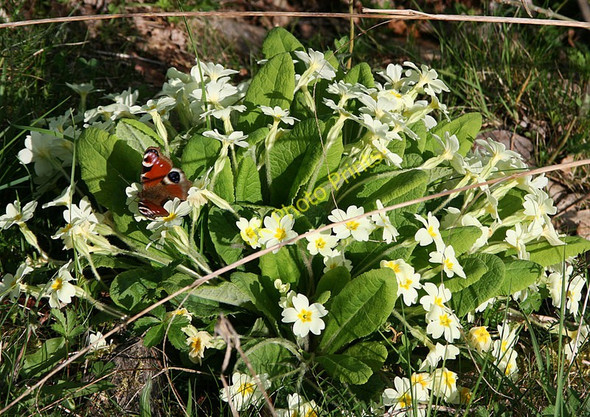 Photo 6"x4" Butterfly at Leigh Hill Reservoir Chelmsine c2011