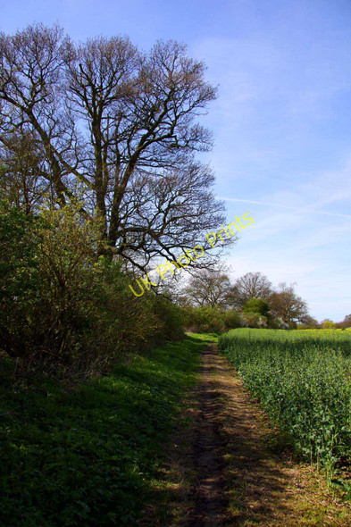 Photo 6"x4" Footpath past a tree Didcot c2011