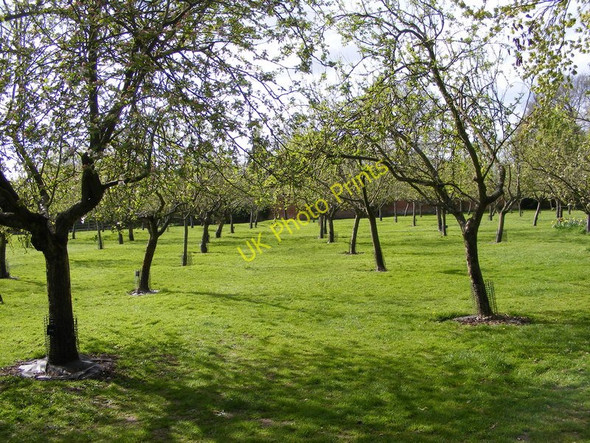 Photo 6"x4" Hanbury Orchard Gallows Green\/SO9362 c2011