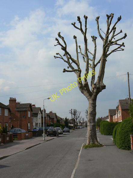 Photo 6"x4" Pollarded plane tree Loughborough c2011