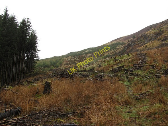 Photo 6"x4" Forest, Loch Frisa Loch Carnain an Amais c2011 P1