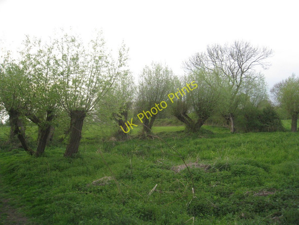 Photo 6"x4" Farndon Willow Holt Nature Reserve Farndon\/SK7752 c2011