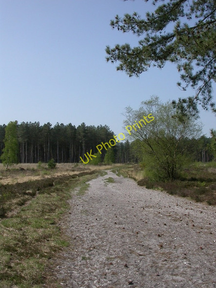 Photo 6"x4" Hurn Forest, forestry track Grange Estate c2011