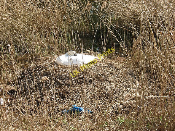 Photo 6"x4" Nesting swan Hounslow c2011
