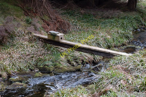 Photo 6"x4" Trap set on plank bridge Williamslee c2011