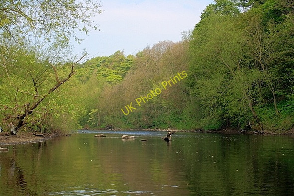 Photo 6"x4" River Tees near Liberty Wood Girsby\/NZ3508 c2011 P1