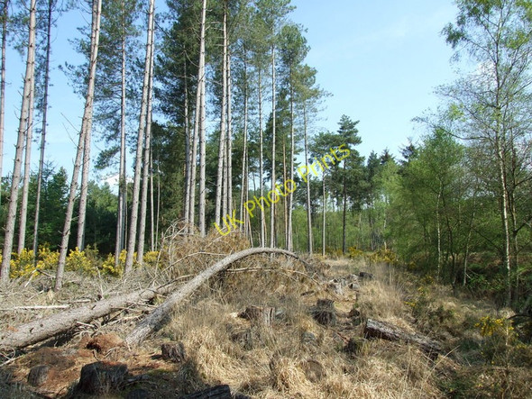Photo 6"x4" Ringwood Forest, Fallen Trees Ebblake c2011