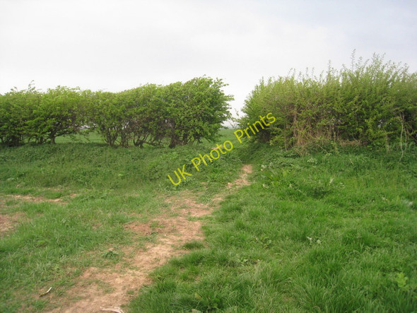 Photo 6"x4" Through the hedge West Ravendale c2011