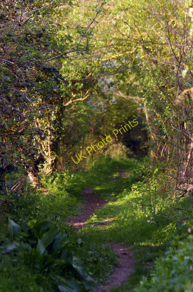 Photo 6"x4" The footpath to Horspath Blenheim\/SP5702 c2011