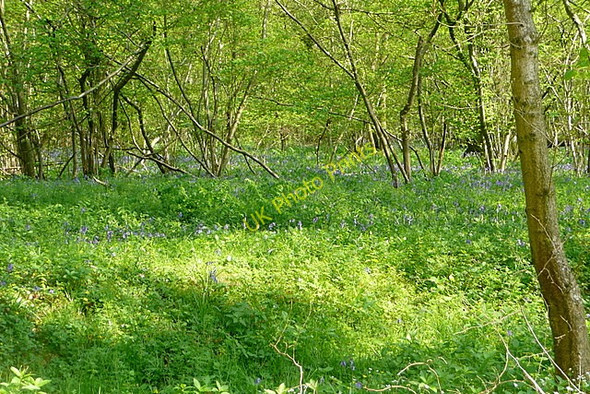 Photo 6"x4" Bluebells in Worting Wood Wootton St Lawrence c2011
