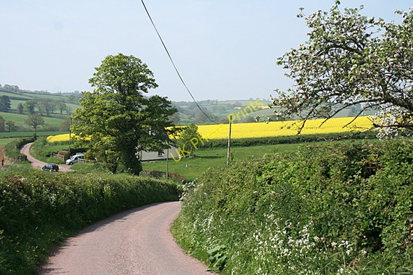 Photo 6"x4" Cullompton: near Colebrooke Cottage Colebrook c2011