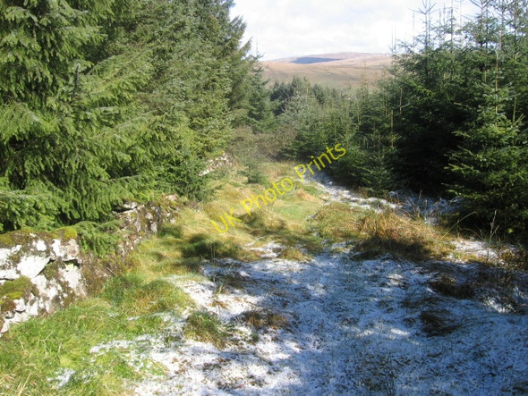 Photo 6"x4" Forest path to Carron Valley High Banton c2008