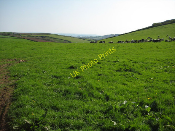 Photo 6"x4" Cattle near Tregonhawke Freathy c2011