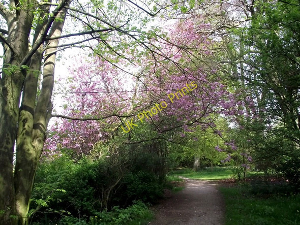 Photo 6"x4" Cherry blossom Biddulph c2011