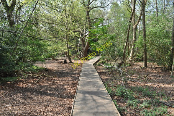 Photo 6"x4" Moseley Bog Nature Reserve Sparkhill c2011
