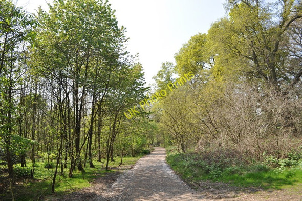 Photo 6"x4" Moseley Bog Nature Reserve Sparkhill c2011 P1