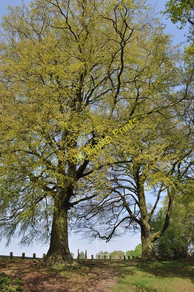 Photo 6"x4" Moseley Bog Nature Reserve Sparkhill c2011 P2