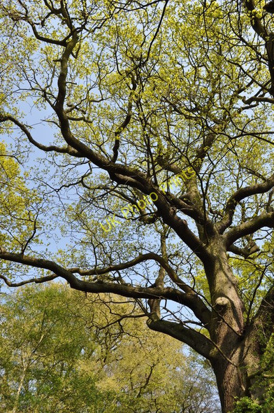 Photo 6"x4" Moseley Bog Nature Reserve Sparkhill c2011 P3