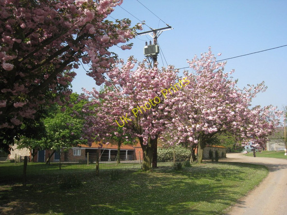 Photo 6"x4" Cherry blossom at Manor Farm Manton\/SE9302 c2011