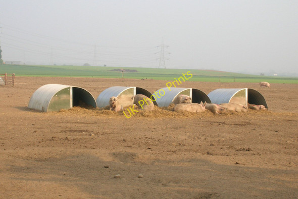 Photo 6"x4" Pig farm off Moor Lane Full Sutton c2011