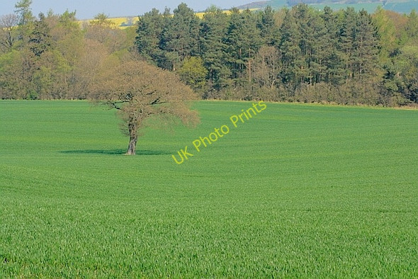 Photo 6"x4" Tree in a Field Hartforth c2011